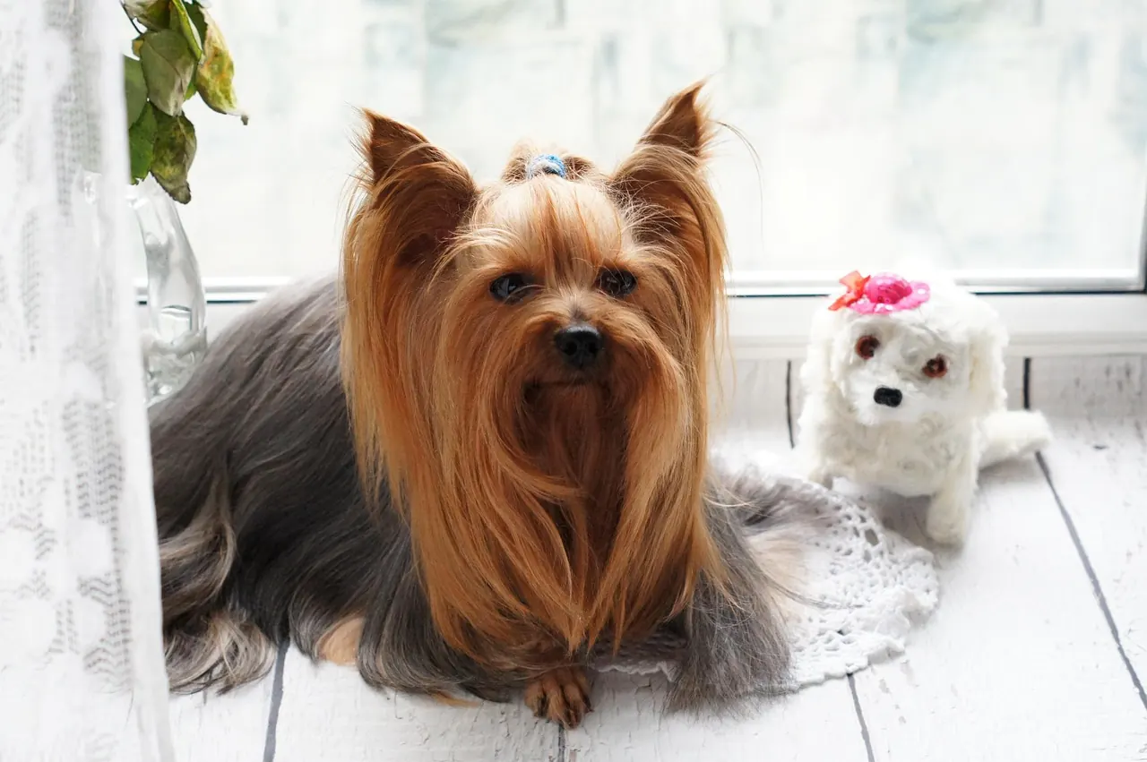 groomed dog portrait