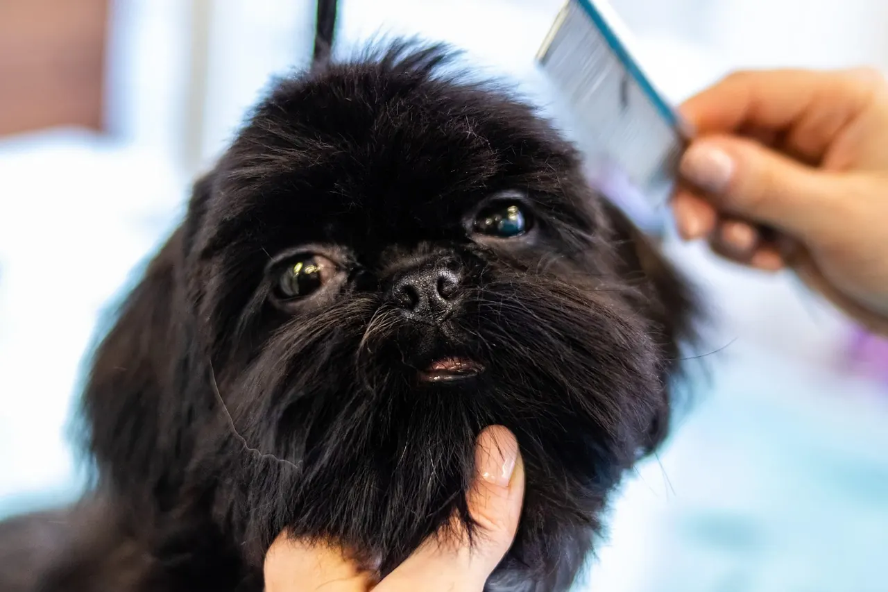 dog grooming salon